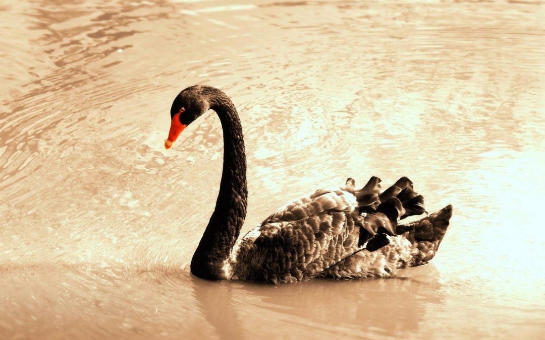 Οι μαύροι κύκνοι της έρευνας και ο Φόρεστ Γκαμπ